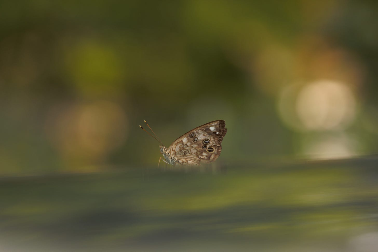A brown and beige butterfly with folded wings, shown in profile, against a soft focus background of gold and green, on top of a surface reflecting a soft focus blend of blue and green. This is a hackberry emperor butterfly, on a different hot July morning, on top of a silver car that is reflecting the sky and leaves overhead.
