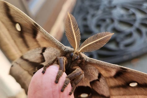 Polyphemus moth, caterpillar, coocoon, moth wings