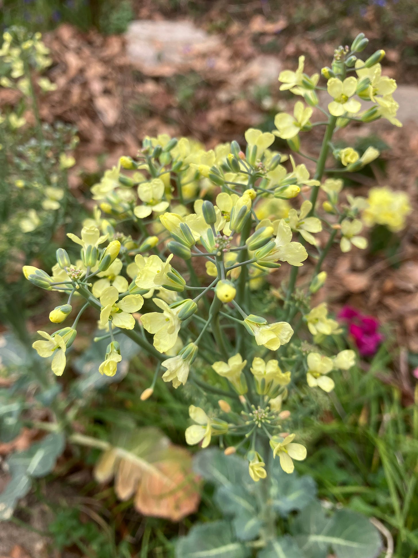 A bouquet of tiny yellow broccoli blossoms