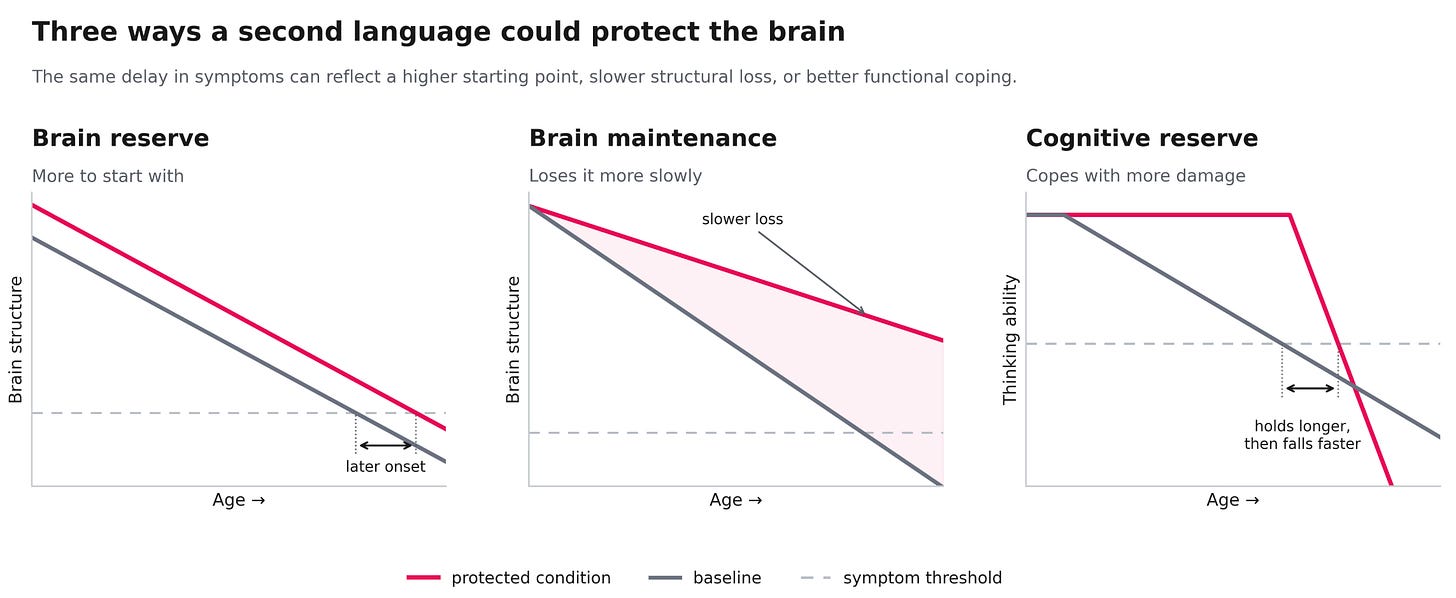 Illustration from Does speaking a second language protect the aging brain? (new study)
