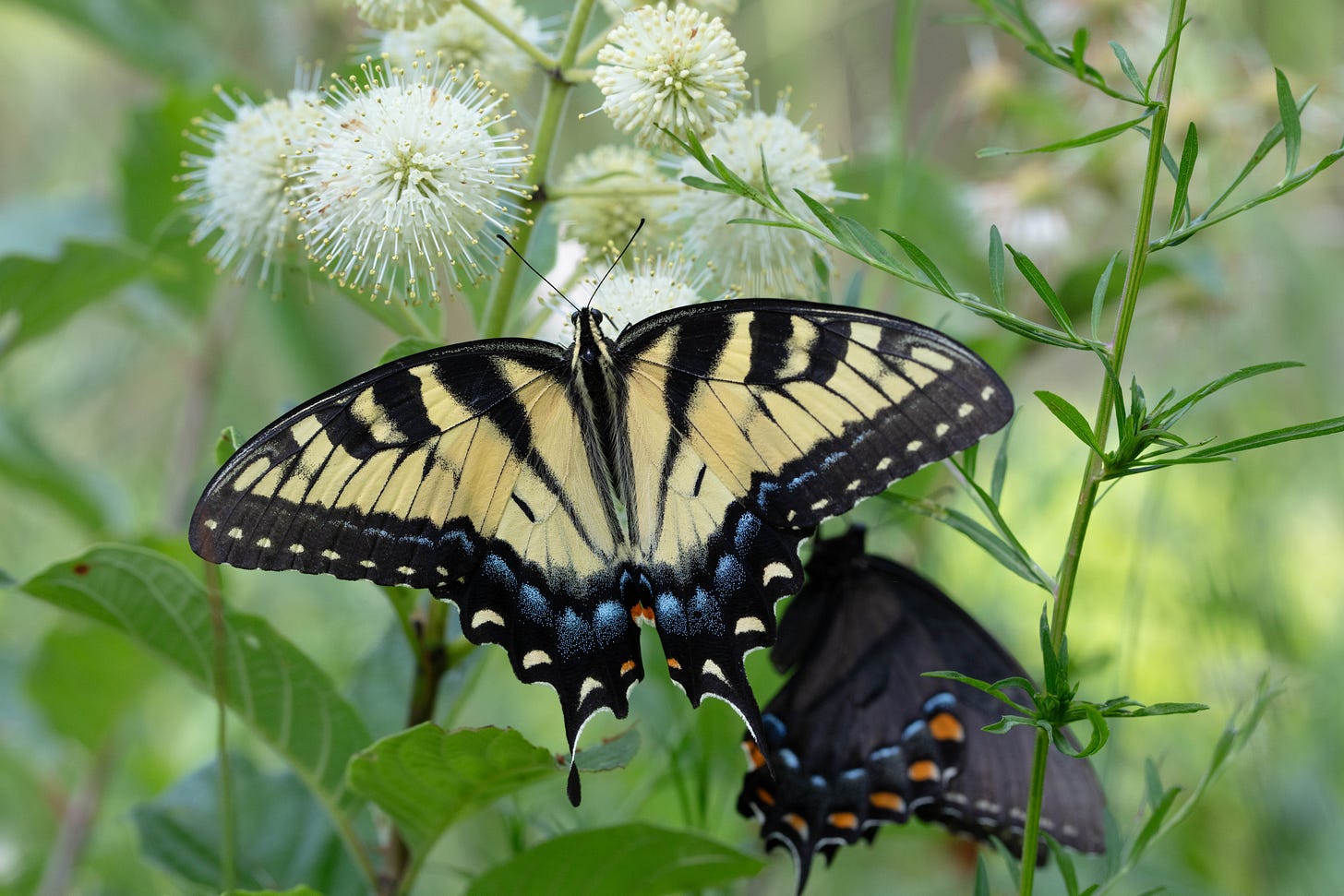 Two butterflies visiting a stalk of white globes of small flowers. One butterfly, in the foreground with open wings, is pale yellow with black stripes. The second butterfly, with wings folded, is dark gray with black stripes. Both have rows of blue and orange spots bordering their wings.