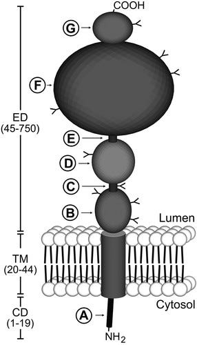 PSMA molecule as a string of smaller sections, with one section passing through the cell membrane. PSMA molecule as a string of smaller sections, with one section passing through the cell membrane.