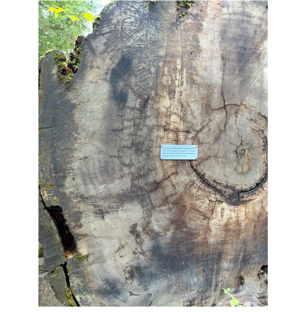 A piece of paper on a tree stump

AI-generated content may be incorrect.