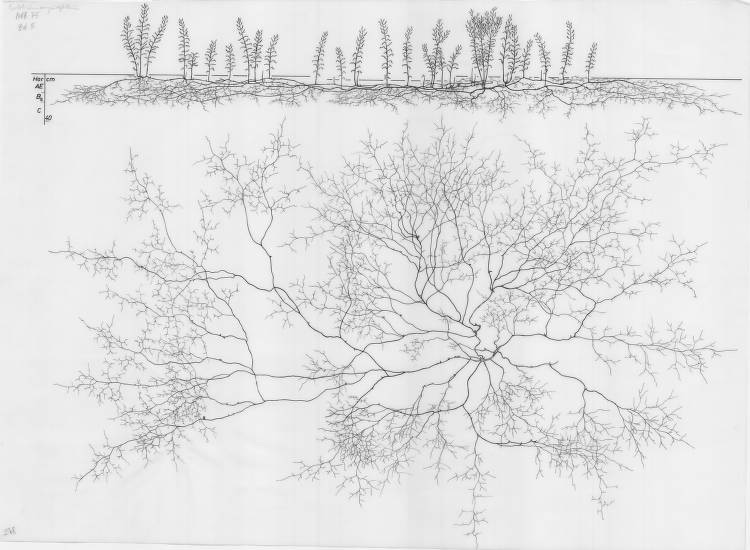 Epilobium angustifolium Epilobium angustifolium