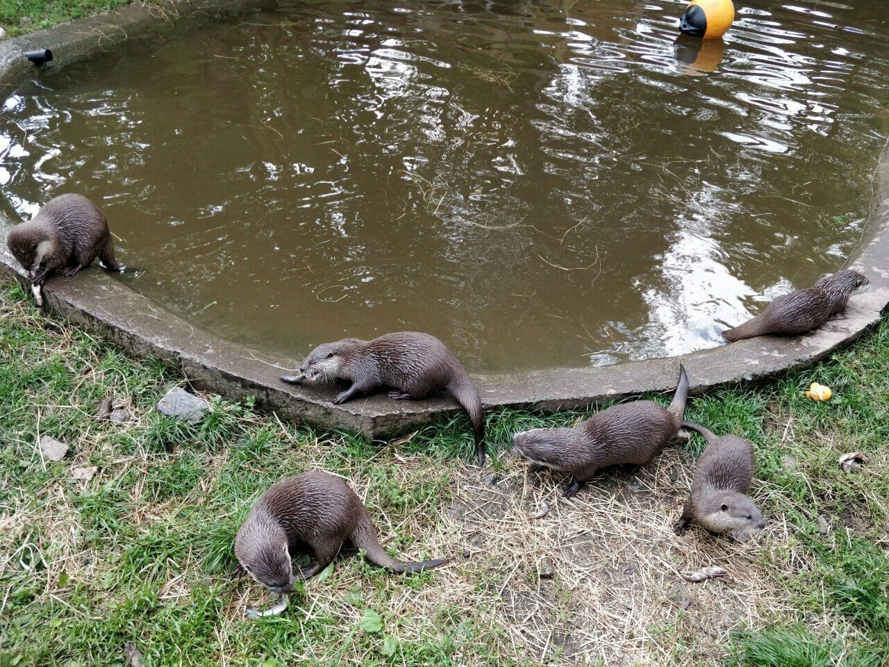 A picture of an otter.