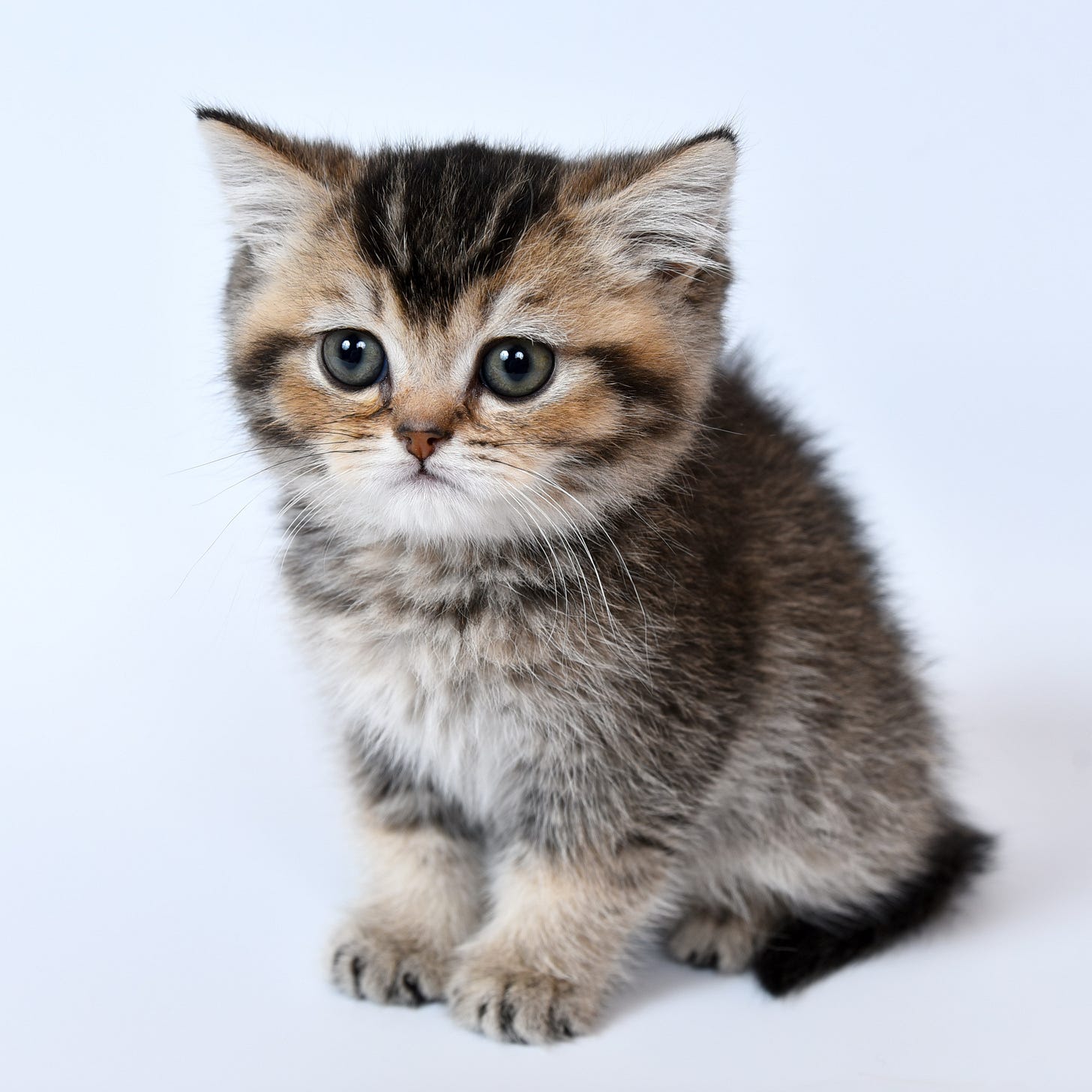 A photo of a kitten
