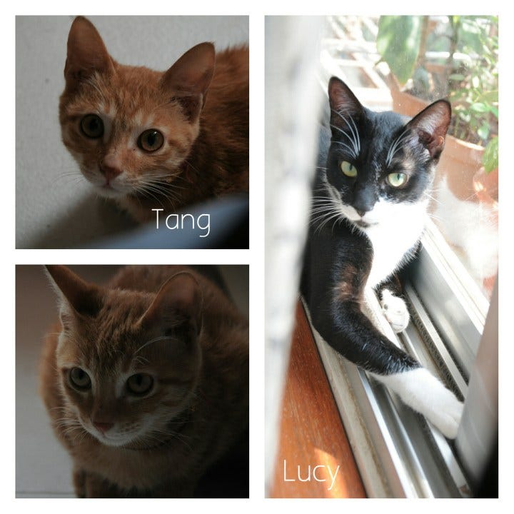 collage_20150304232714820_20150304233002992 collage_20150304232714820_20150304233002992