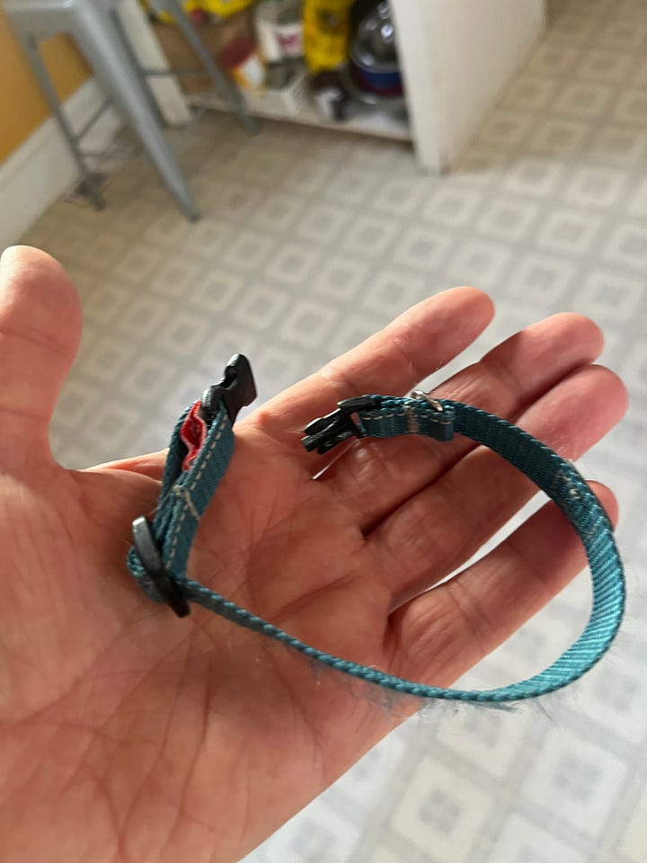 two images of cat collars. one, sitting on the ground outside. the other in the palm of my hand in the kitchen.