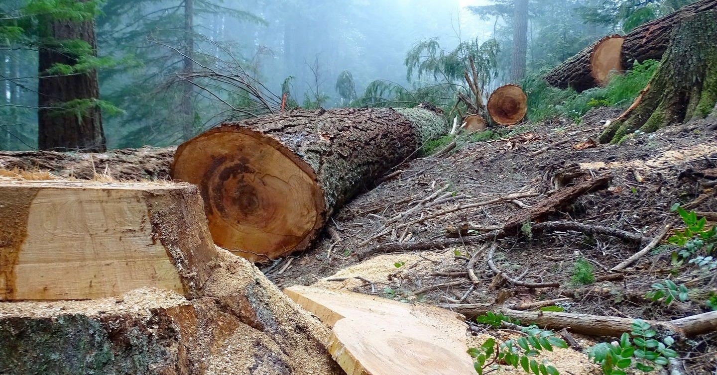 Federal logging proposal in Oregon draws calls for more public input from congressmembers Federal logging proposal in Oregon draws calls for more public input from congressmembers