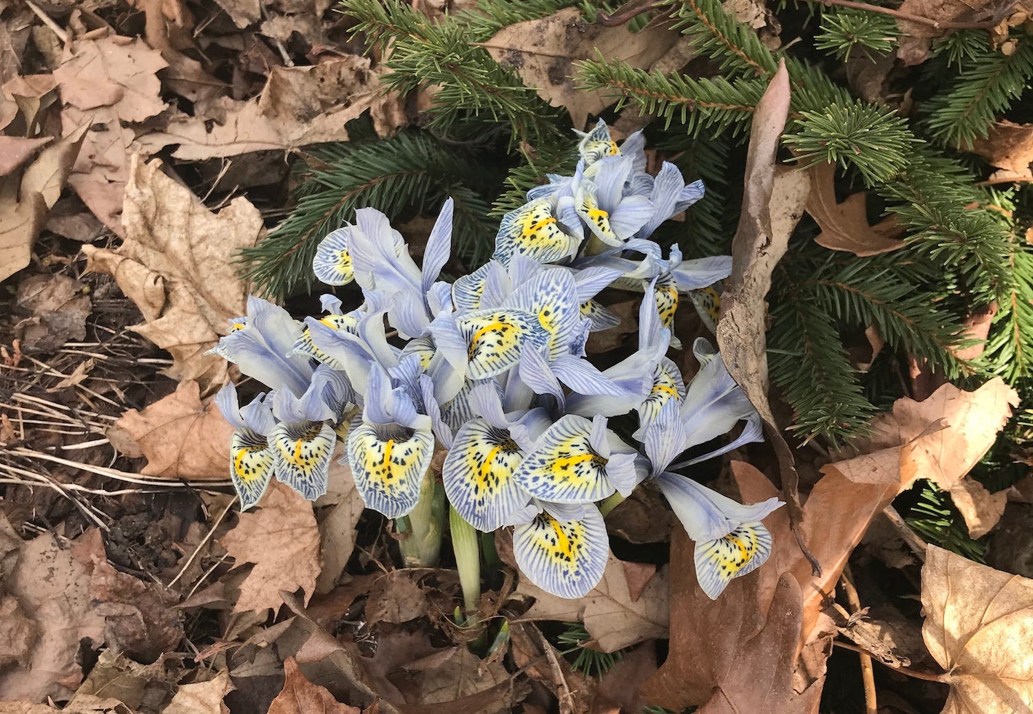 Minor Spring Bulbs Minor Bulbs, Major Impact - by Mary Schier