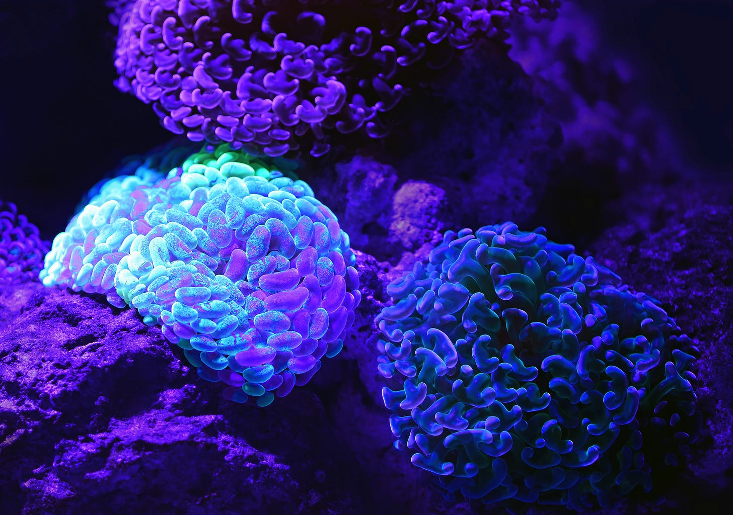 A garden like arrangement of beautiful glowing soft corals in a dark tank at the Cairns Aquarium.
