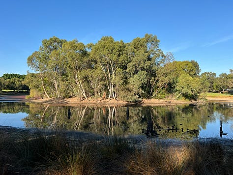 A pelican comes in to land in a glistening river; three silhouettes walk out on a sandbar, creating the illusion they're walking on water; an iconic black swan glides on the water; a cluster of trees in the centre of a nearly empty lake is reflected in what little water there is; a sweet black miniature schnauzer with perky ears gazes adoringly at her human, out of shot; and two blue Ikea bags hold stacks of folded up newspapers.