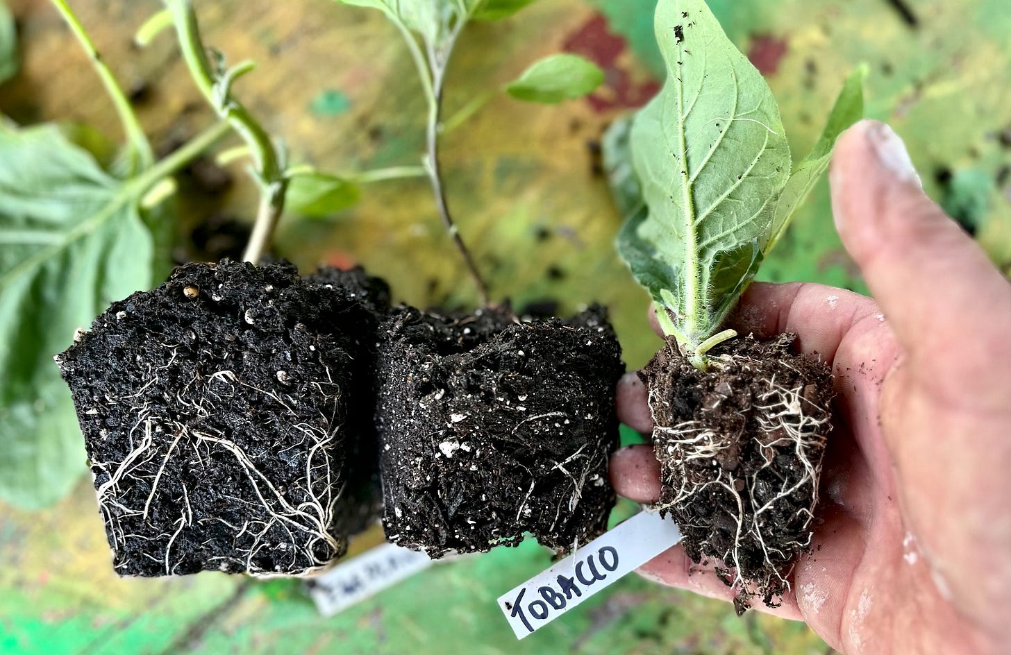 tobacco compost The Most Important Trans in the Garden World