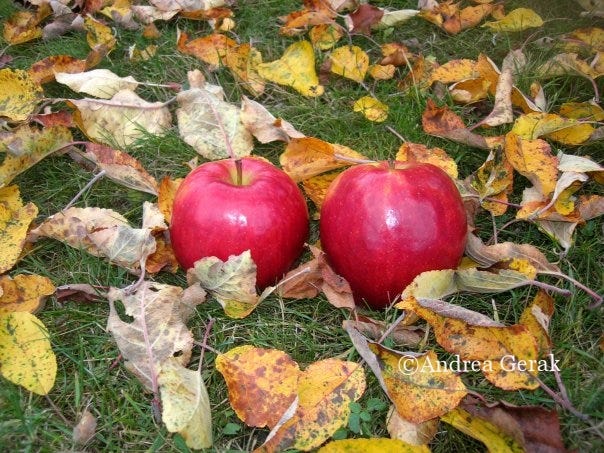 Az Almafa - The Apple Tree