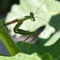 Mantis's avatar