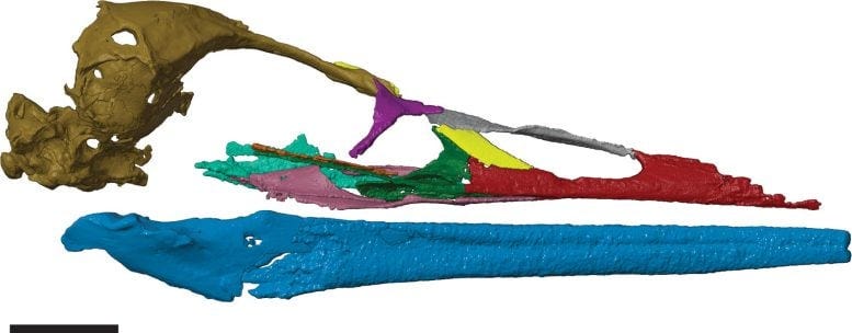 Vegavis iaai Skull Reconstruction