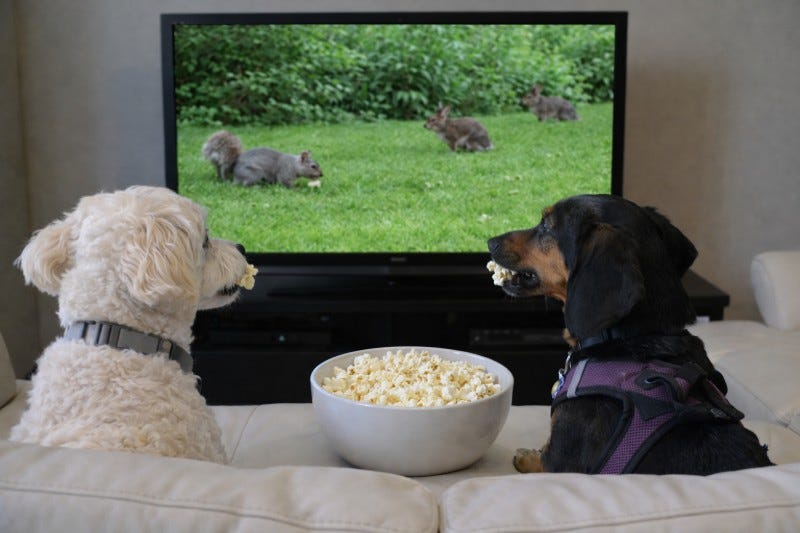 Maltese mix and Dachshund mix dogs sitting in front of a TV screen showing squirrels while they eat popcorn from a bowl