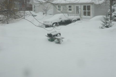 Cats_In_Snow Cats_In_Snow