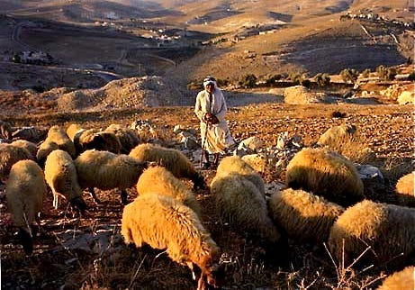Shepherds' Field « See The Holy Land