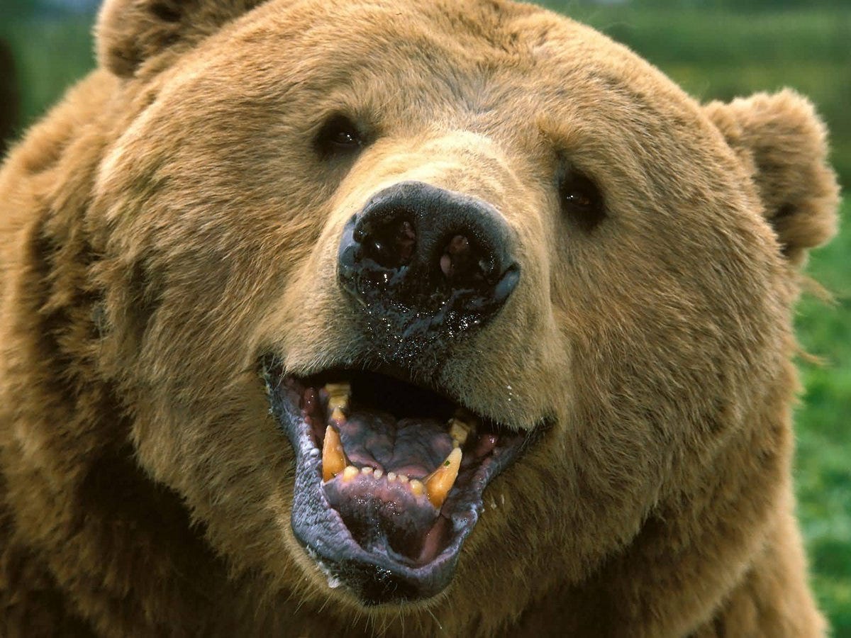 Tetris | Happy Bears | happy bears