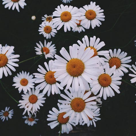 An assortment of flowers.