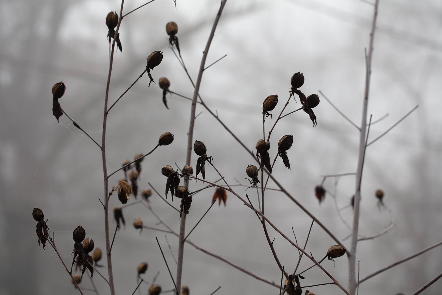 Tall gray dormant hibiscus stalks stand in the mist, straight up with some branching stalks at 45-ish degree angles. Brown seedpods cap some of the twigs. A few silvery spiderwebs hang between twigs, lined with tiny drops of silvery dew. Tall gray dormant hibiscus stalks stand in the mist, straight up with some branching stalks at 45-ish degree angles. Brown seedpods cap some of the twigs. A few silvery spiderwebs hang between twigs, lined with tiny drops of silvery dew.