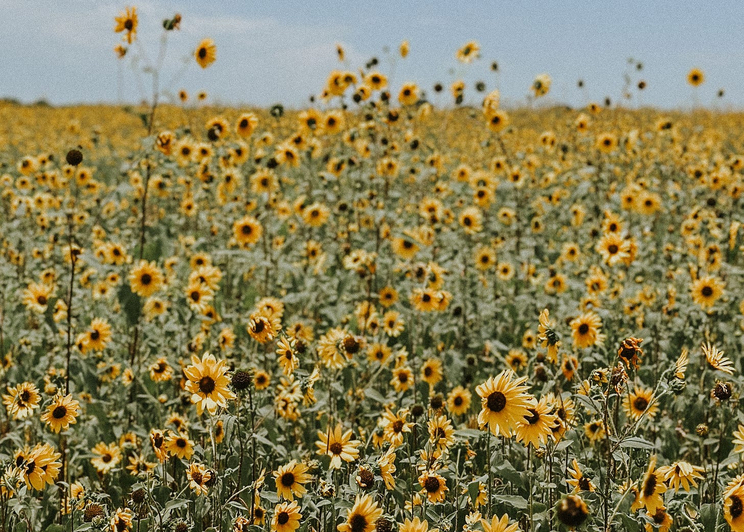 Vast field of sunflowers basking in the sunlight