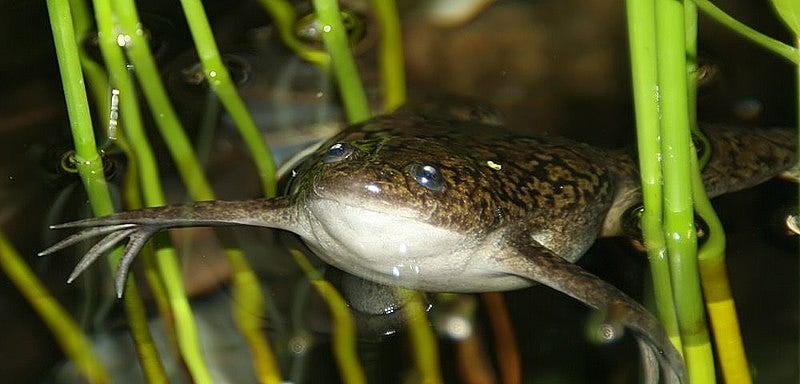 File:Xenopus laevis 4zz.jpg