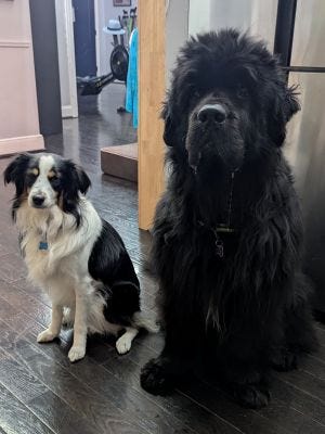 Dogs and Cats Sitting