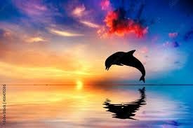 sunset, dolphin jumping ... sunset, dolphin jumping ...
