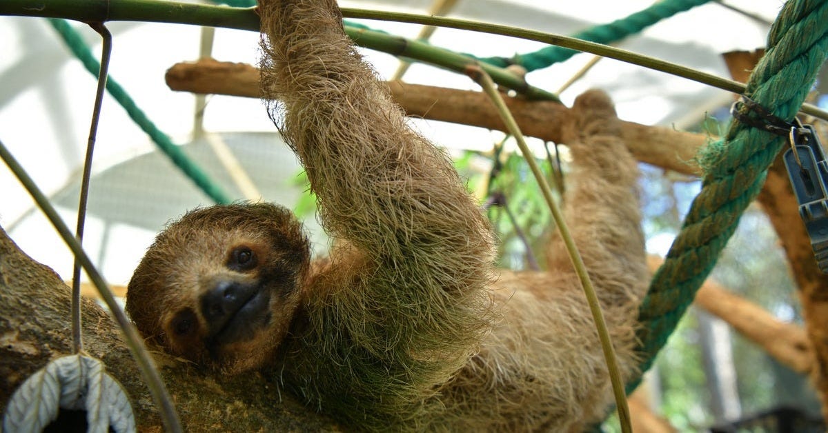 31 sloths die in warehouse en route to Orlando exhibit, officials say | The  Independent