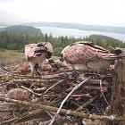 £30k appeal takes flight to save Northumberland’s ospreys