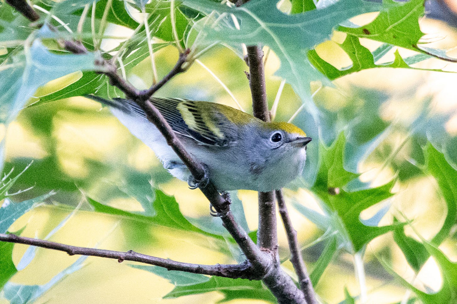 A chestnut-sided warbler in cobra pose on a perch