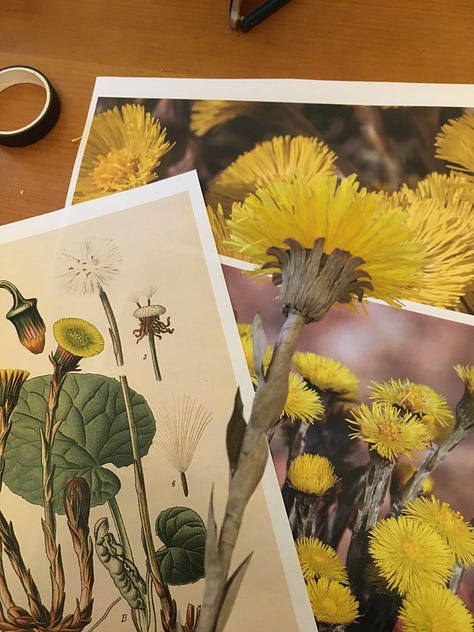 A selection of paper coltsfoot including (centre) a giant version. The smaller flowers are pictured against vintage botanical illustrations and photographs of coltsfoot and the giant one in the centre is in a bucket, aganst my desk, covered in life size flowers to give a sense of scale