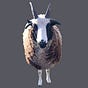 Saill White's avatar