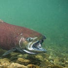 'Salmon everywhere' one year after Klamath River dam removals 