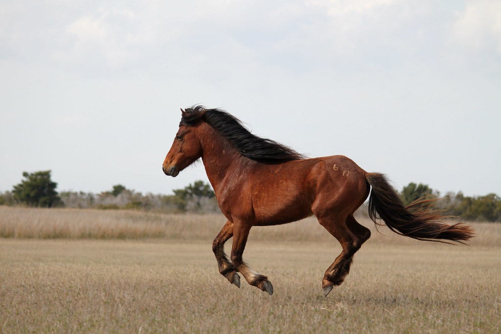 Wild Horses | Wild horses on Shackleford Banks, NC | firelizard5 | Flickr Wild Horses | Wild horses on Shackleford Banks, NC | firelizard5 | Flickr