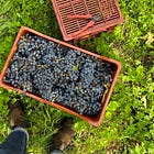2024 Cabernet Franc Global Vintage Report