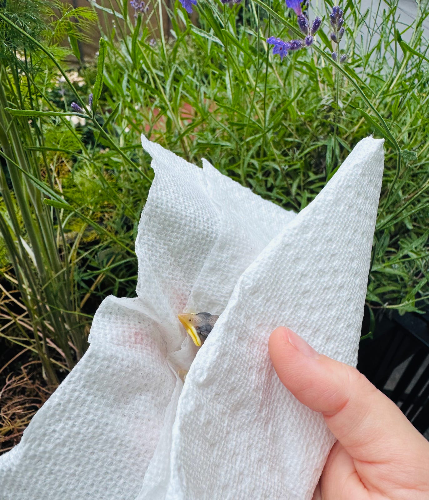 Amber's hand gently holds a dead bird that she has wrapped in a paper napkin. Most of the bird is obstructed by the napkin, but you can clearly see its bright yellow beak.