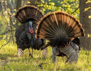 Too beautiful to eat: Two adult male wild turkeys. <a href="https://www.audubon.org/field-guide/bird/wild-turkey#photo5" target="_new">Photo: John Lloyd/Audubon Photography Awards</a> at the Audubon Guide to North American Birds.