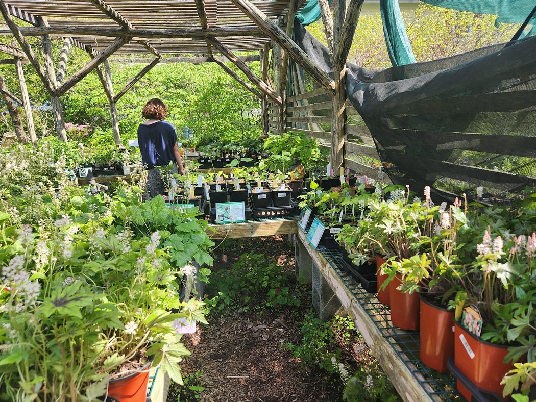 A girl shops for plants at a garden center