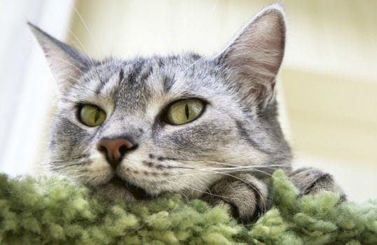 Cat Boredom: 6 Signs You Have a Bored Cat | BeChewy