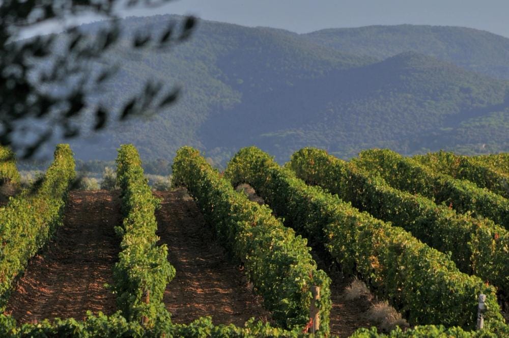 Sassicaia 2022 Sassicaia 2022