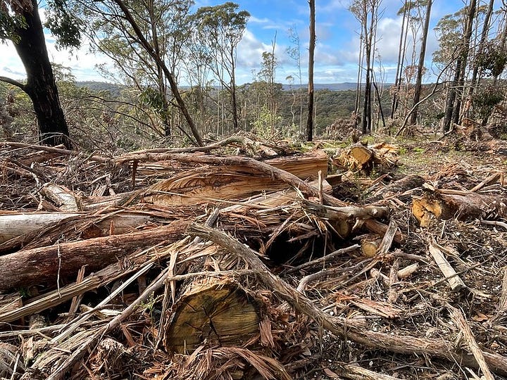 A fallen forest at the edge of town, with trees down and spiderwebs covering the debris on my property. Epicormic growth sprouts from trees that didn’t realise they were not going to survive.”