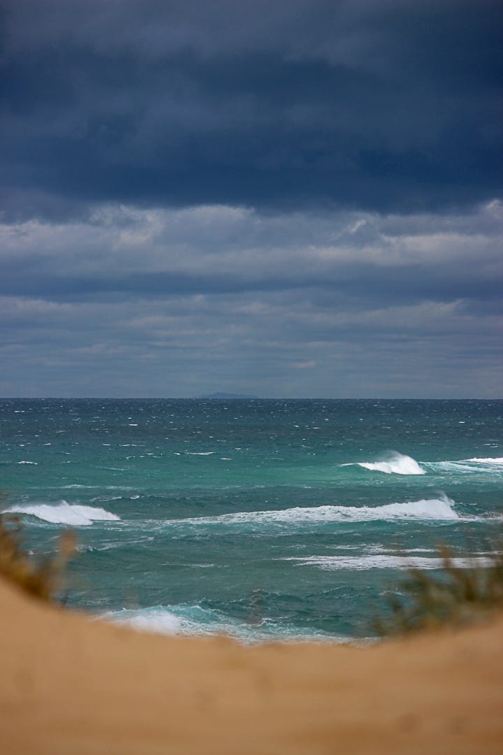 A blue-green surf beach framed by out of focus dunes, eastern yellow robin, silvereye in a bush, golden whistler seen through shrubland