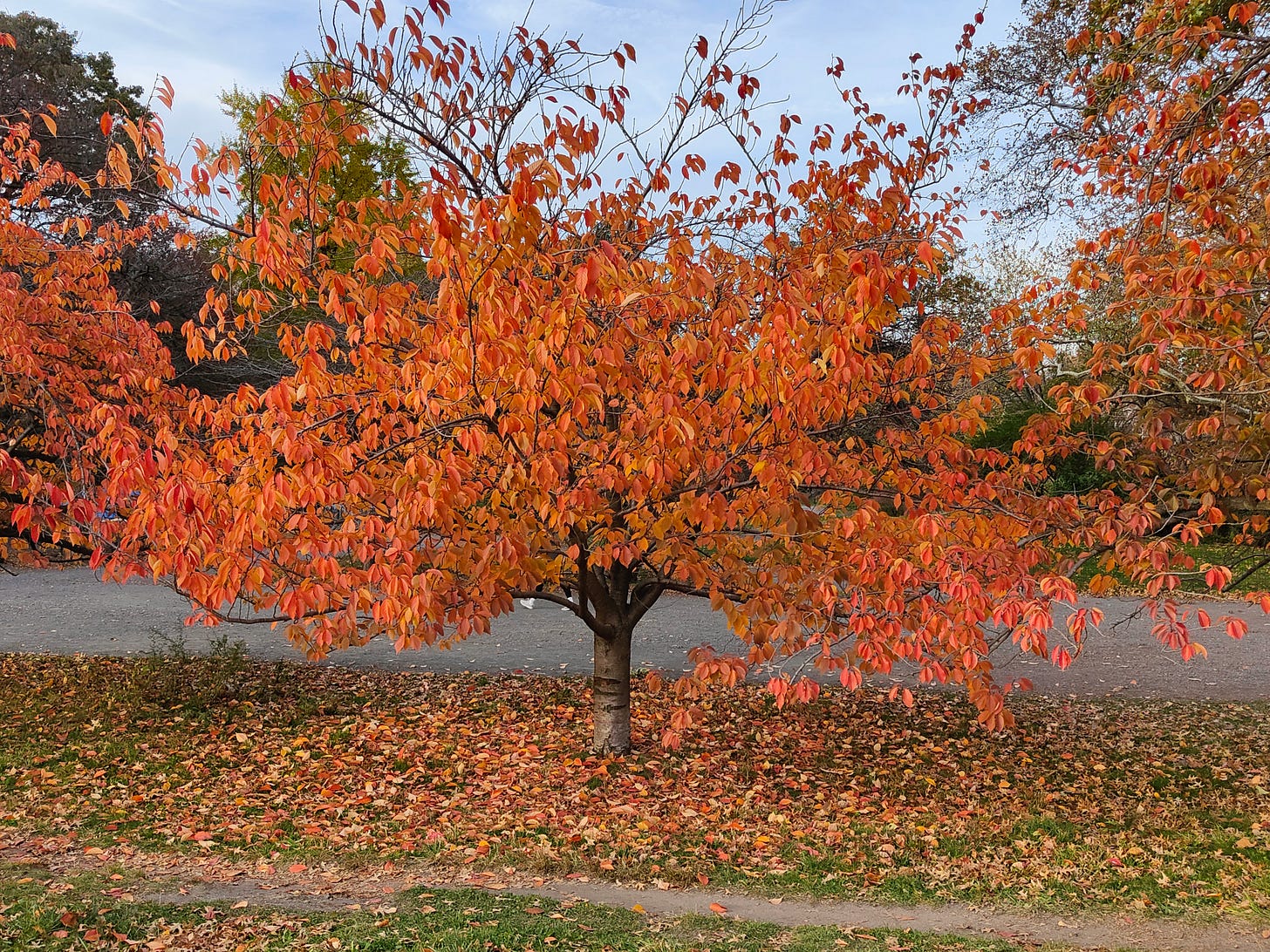 Red and gold leaves on a low wide tree with some fallen to the ground