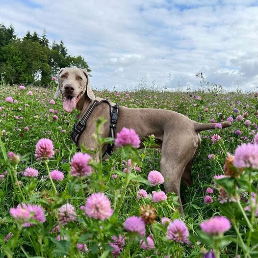 Een hond in een bloemenveld