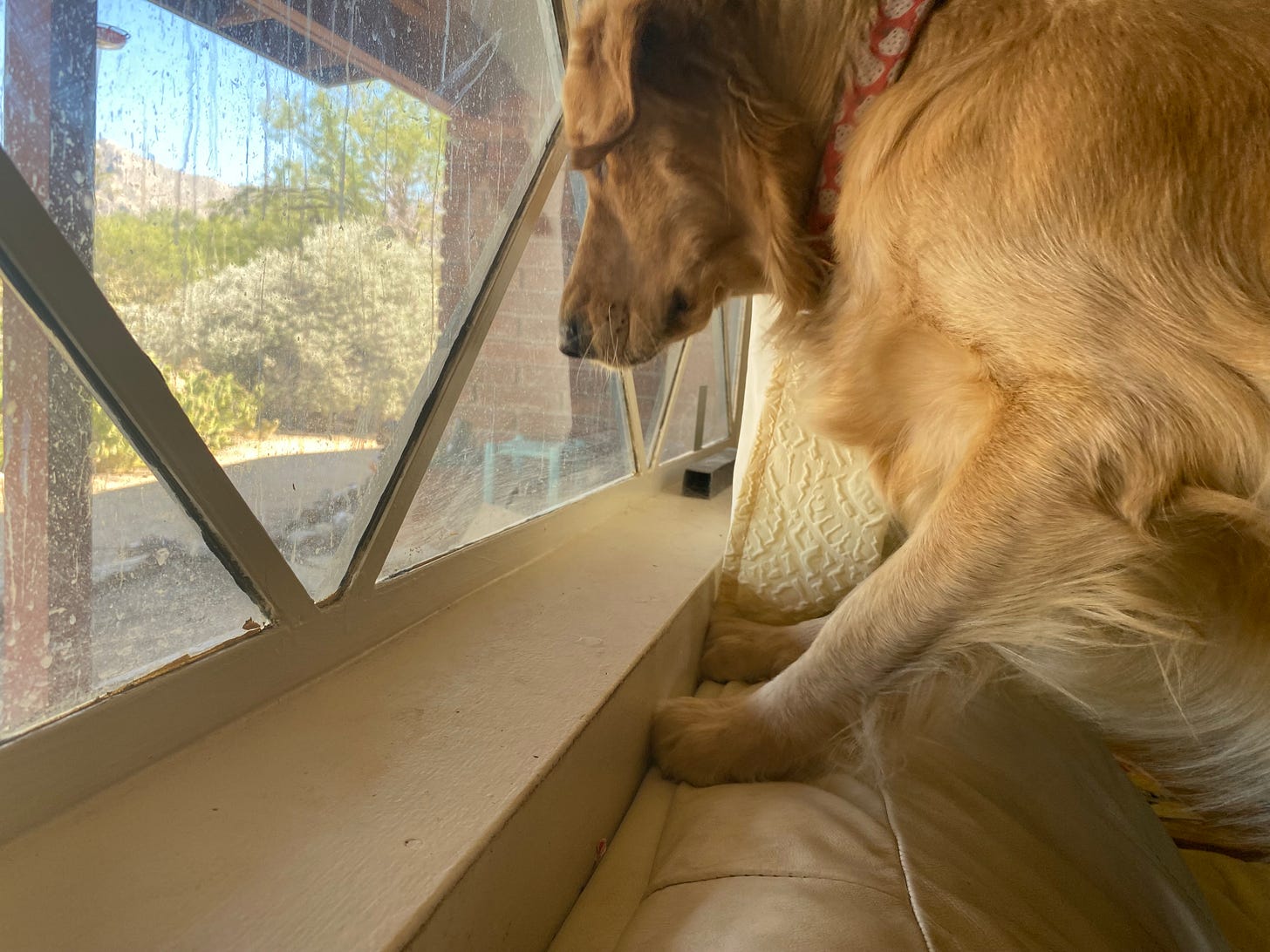 A golden retriever stares downward from the window inside. Unseen to the viewer are the dove playing on the bench below.