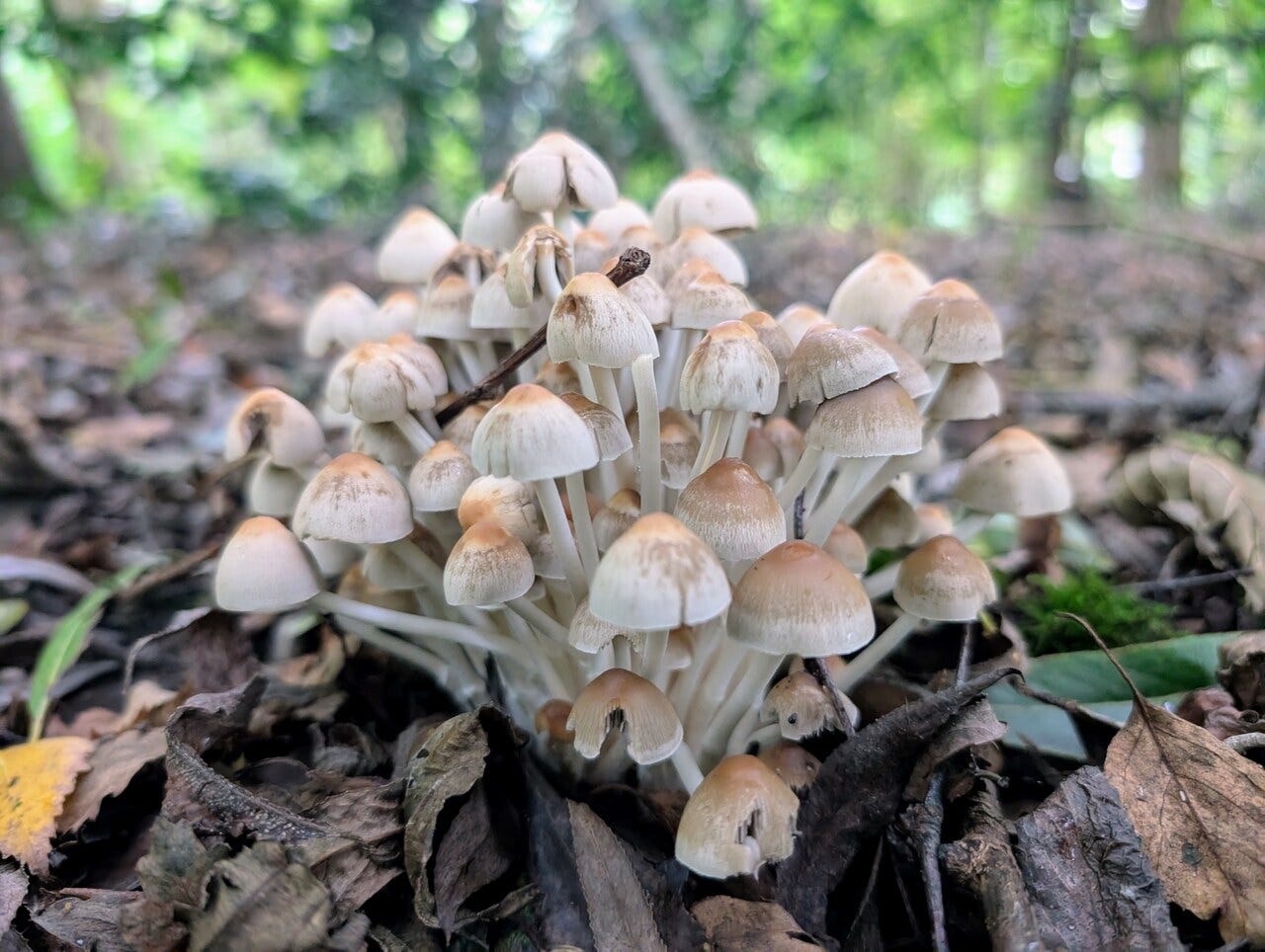 Fungi in the woods at Wyre Estuary Country Park