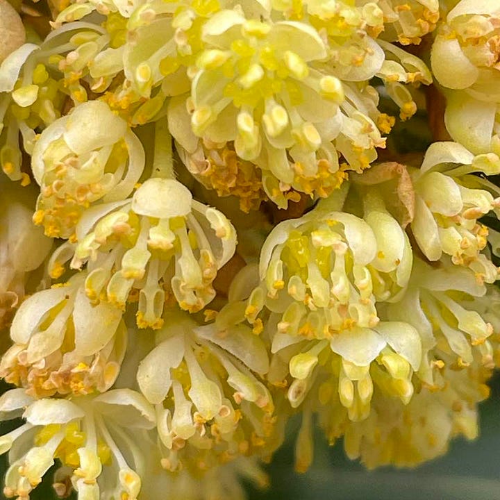 Yellow flowers of the bay tree